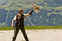 Vorschaubild, der Falke landet auf Didis Hand