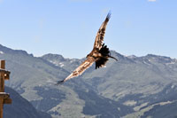 Vorschaubild, Adler fliegt Linkskurve zum Beutefang