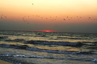Vorschaubild, Schwarm Vögel im Sonnenuntergang