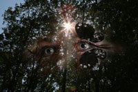 Vorschaubild, Augen im Wald bei Sonnenschein