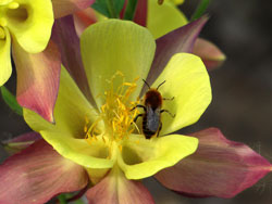 Vorschaubild, eine Wildbiene im Blütenkelch