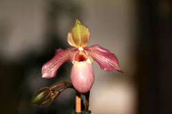 Vorschaubild, Eine Orchidee der Frauenschuh