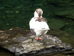 Vorschaubild, eine schlafende Ente am Obernbergersee